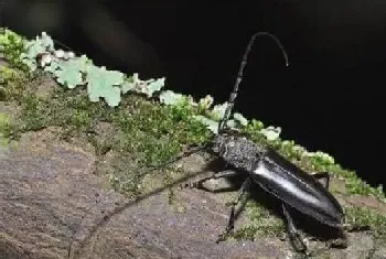 天牛成虫吃什么？如何防治天牛成虫？