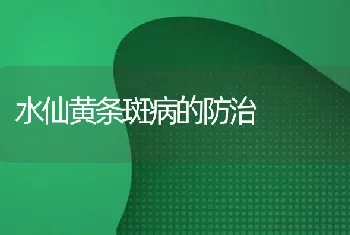 水仙黄条斑病的防治