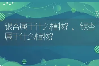 银杏属于什么植物?