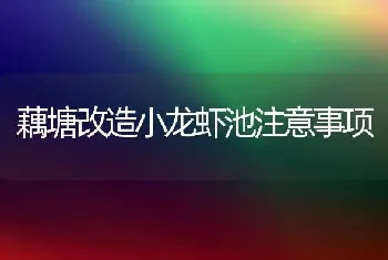 藕塘改造小龙虾池注意事项