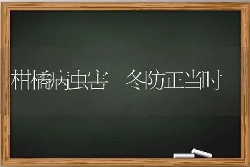 桂花糕食之酥甜醇香、有桂花口味。