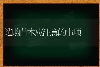 选购苗木应注意的事项