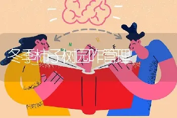 冬季柿子树园咋管理