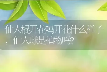 仙人棍开花吗开花什么样子