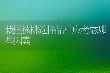 栽植核桃选择品种应考虑哪些因素