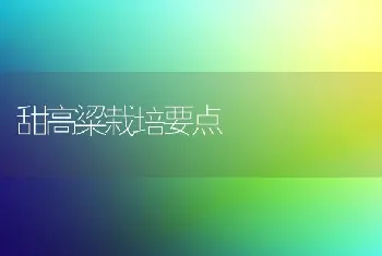 甜高粱栽培要点