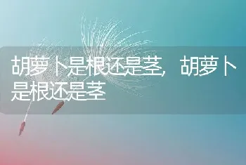 胡萝卜是根还是茎