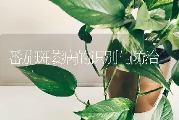 番茄斑萎病的识别与防治