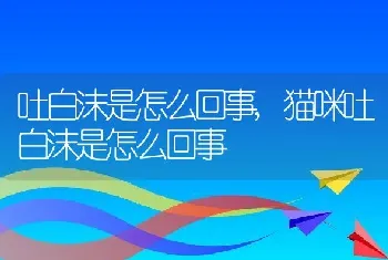 吐白沫是怎么回事,猫咪吐白沫是怎么回事