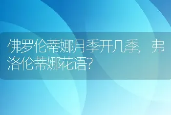 佛罗伦蒂娜月季开几季