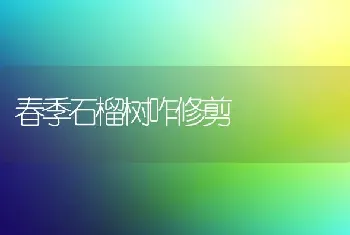 春季石榴树咋修剪