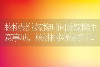 核桃最佳嫁接时间及嫁接注意事项