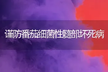 谨防番茄细菌性髓部坏死病