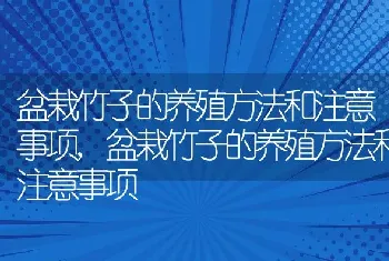 盆栽竹子的养殖方法和注意事项