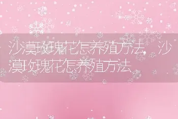 沙漠玫瑰花怎养殖方法