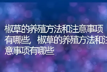 椒草的养殖方法和注意事项有哪些