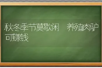 秋冬季节莫歇闲 养殖肉驴可赚钱