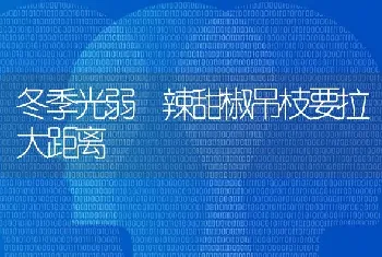 冬季光弱 辣甜椒吊枝要拉大距离