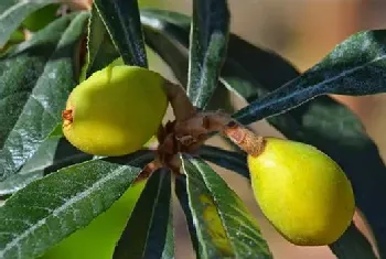 让枇杷增产需要掌握的种植技术有哪些？