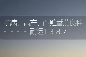 抗病、高产、耐贮番茄良种----耐运1387