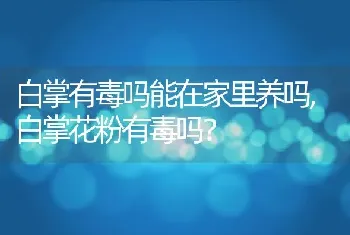 白掌有毒吗能在家里养吗