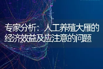 专家分析：人工养殖大雁的经济效益及应注意的问题