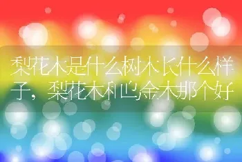 梨花木是什么树木长什么样子