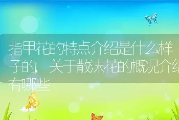 指甲花的特点介绍是什么样子的