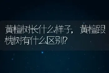 黄檀树长什么样子