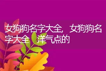 女狗狗名字大全