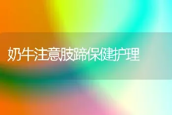 奶牛注意肢蹄保健护理