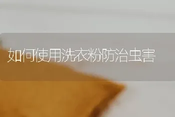 如何使用洗衣粉防治虫害