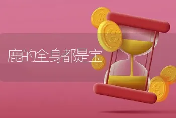 鹿的全身都是宝