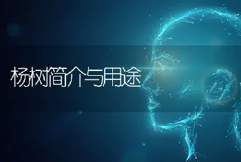 杨树简介与用途