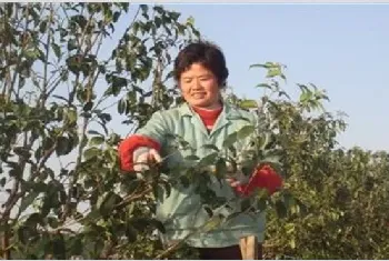 桂花树修剪时间和技巧方法