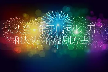 大头兰一年开几次花