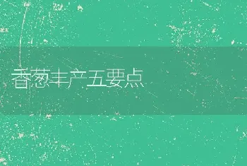 香葱丰产五要点