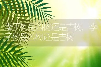 罗马生菜可以生吃吗罗马生菜怎么做好吃