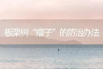 板栗树“瘤子”的防治办法