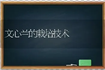 文心兰的栽培技术