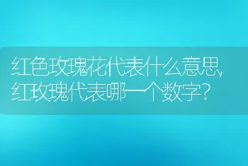 红色玫瑰花代表什么意思