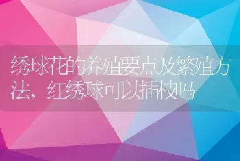 五指柑的功效与作用