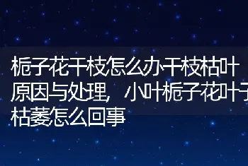 栀子花干枝怎么办干枝枯叶原因与处理