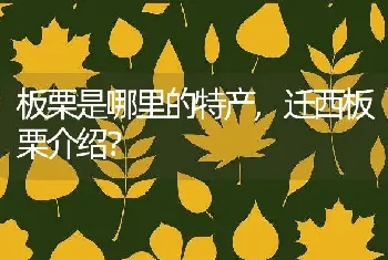 石榴是什么季节的水果