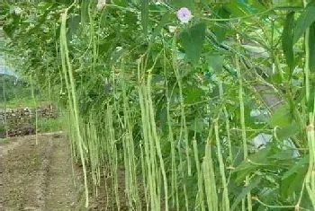 豇豆生长习性及高产种植技术