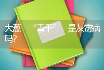 大葱 “青干” 是灰霉病吗?