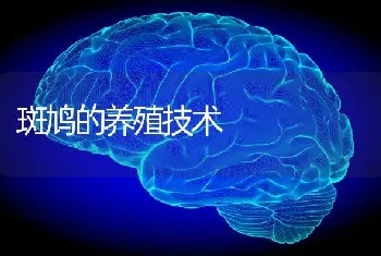 斑鸠的养殖技术