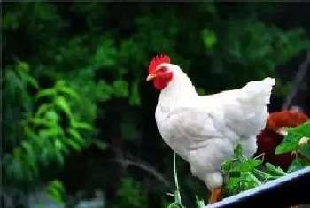 肉鸡的饲养管理