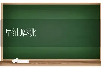 早油蟠桃