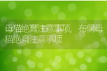 母猫绝育注意事项,布偶母猫绝育注意事项